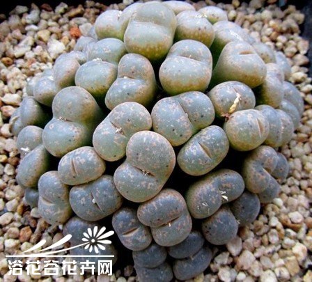 如何使培育的番杏科多分头