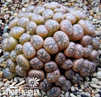 如何使培育的番杏科多分头