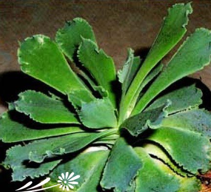 石莲花属植物的日常养护