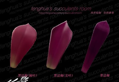 常见几种法师的比较和区分 《几种常见法师的对比与辨别》