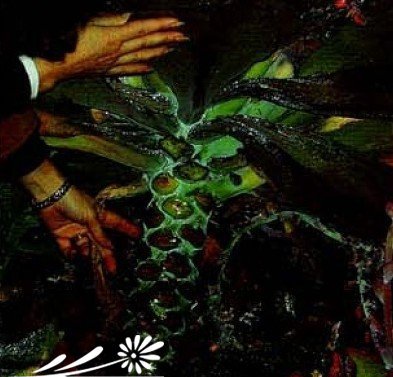 石莲花属植物的日常养护