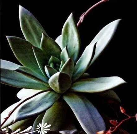 石莲花属植物的日常养护