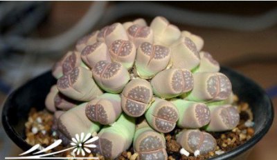 生石花根粉蚧的防治 《防治生石花根粉蚧的方法》