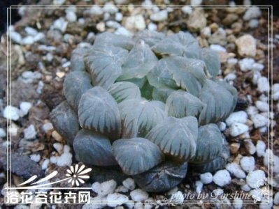 肉肉控们注意了 干透浇透太伤多肉?。?！