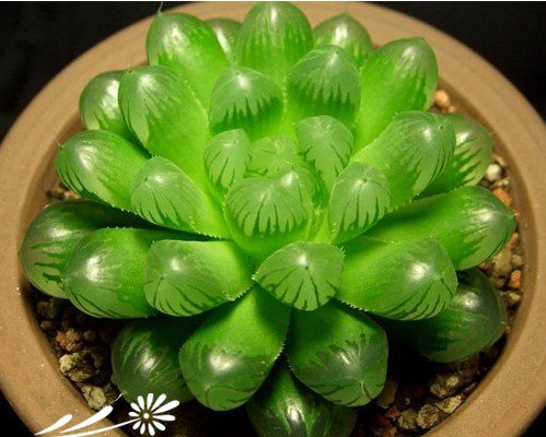 多肉植物玉露怎么养