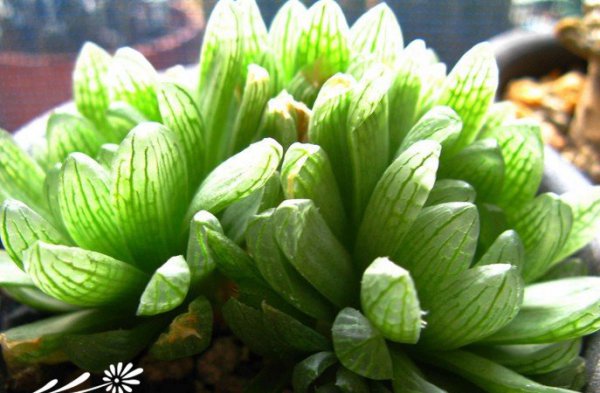 多肉植物玉露怎么养