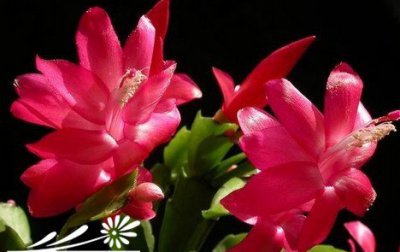 蟹爪兰为什么容易落花落蕾 《蟹爪兰易落花落蕾原因何在？》