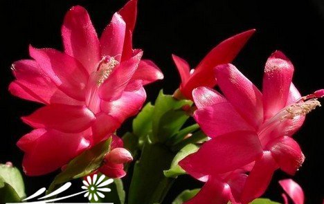 蟹爪兰为什么容易落花落蕾