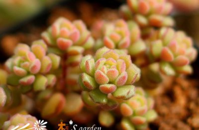 《多肉植物养护窍门与疑难解答》 多肉植物日常养护窍门及疑难解答