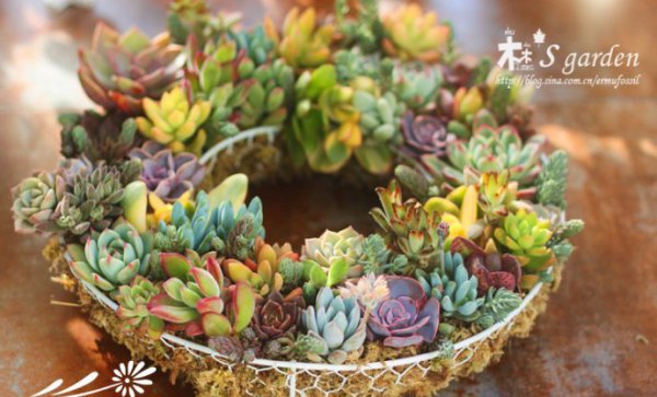 DIY-多肉植物