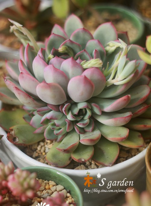 多肉植物日常养护窍门及疑难解答