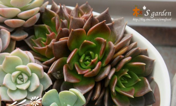 多肉植物日常养护窍门及疑难解答