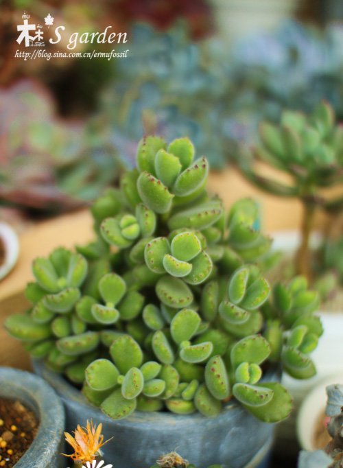 多肉植物日常养护窍门及疑难解答