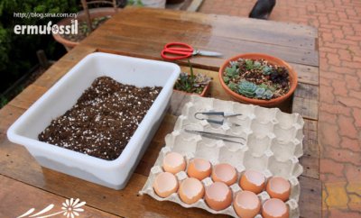 DIY-多肉植物-鸡蛋壳里种多肉植物