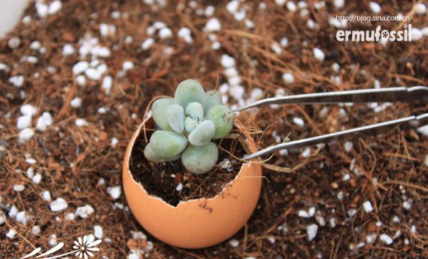 DIY-多肉植物-鸡蛋壳里种多肉植物