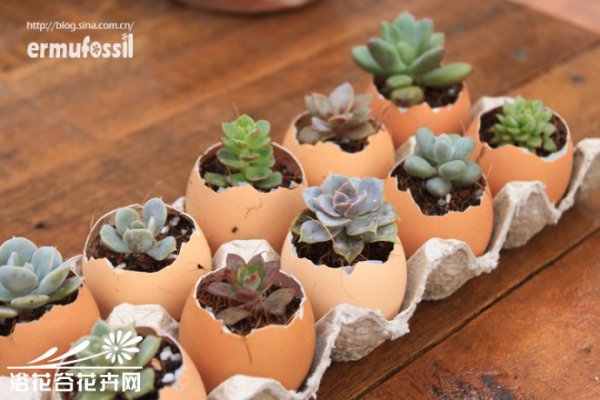 DIY-多肉植物-鸡蛋壳里种多肉植物