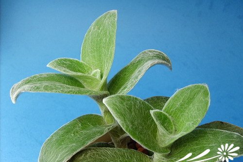 白雪姬的养护方法