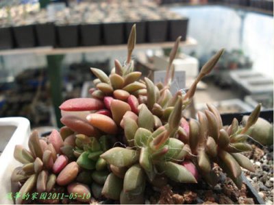 花友浅谈吹雪之松锦的养护 《花友分享吹雪之松锦养护经验》