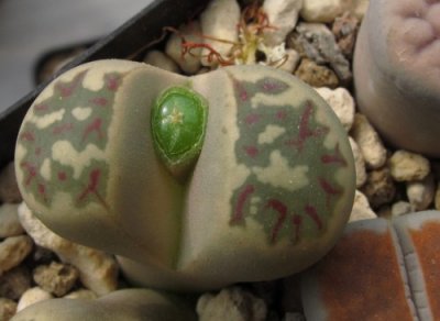 有条件的生石花自花授粉 《生石花在特定条件下可自花授粉》