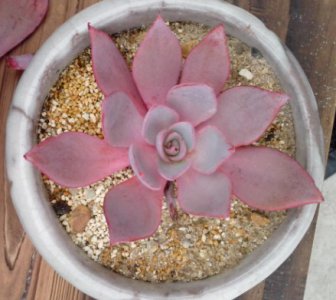 多肉植物日常养护小常识 《多肉植物日常养护小知识》