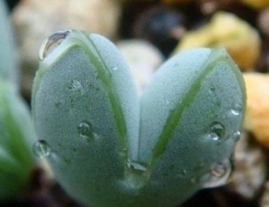多肉植物的概念与基础知识 《多肉植物概念及基础知识知多少》