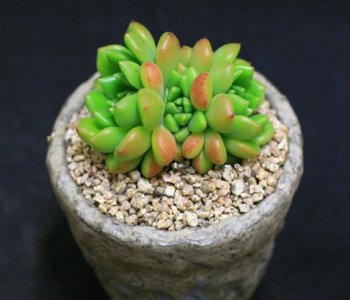 《一月多肉养护要点》 一月份多肉植物养护管理