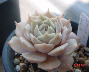 多肉植物浇酸水的促生长实验验证 《多肉植物浇酸水促生长实验探究》