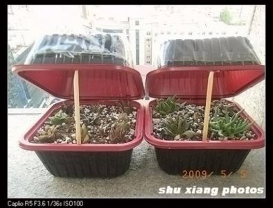 制作多肉植物小闷盆 《打造多肉植物小闷盆》