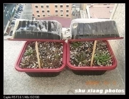 制作多肉植物小闷盆
