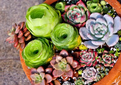 《多肉植物迎春准备事项》 多肉植物迎接春天的准备工作