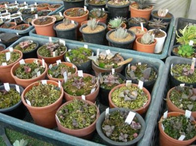 瓦苇植物的水苔发根法 《瓦苇植物水苔发根的方法》