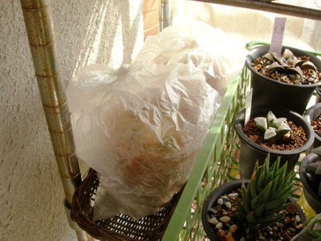 瓦苇植物的水苔发根法