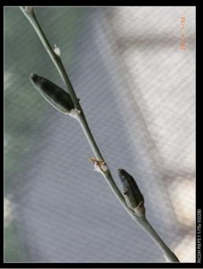 瓦苇植物的种荚管理和采收 《瓦苇植物种荚的管理及采收要点》