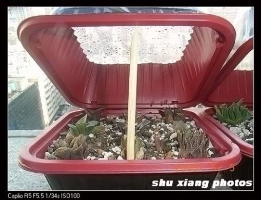 制作多肉植物小闷盆