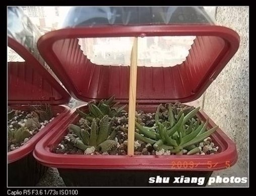 制作多肉植物小闷盆