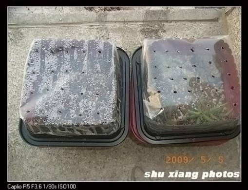 制作多肉植物小闷盆