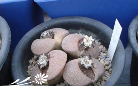 生石花蜕皮前后过程与经验