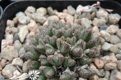 肉锥脱皮前后与经验（图） 《肉锥脱皮前后那些事儿（附经验及图）》