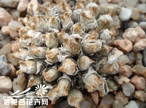 肉锥脱皮前后与经验