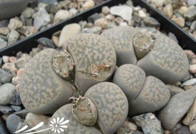 生石花的蜕皮过程与如何断水 《生石花蜕皮过程及断水要点》