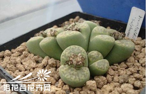 生石花的蜕皮过程与如何断水