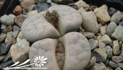 生石花的蜕皮过程与如何断水