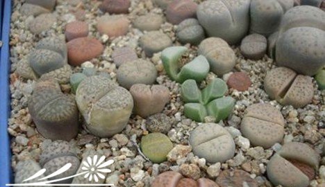 生石花的蜕皮过程与如何断水