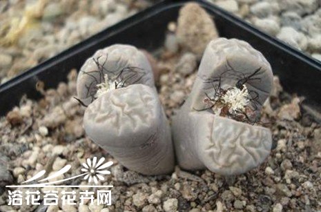 生石花的蜕皮过程与如何断水