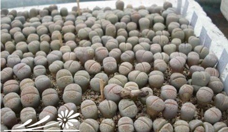 生石花的蜕皮过程与如何断水