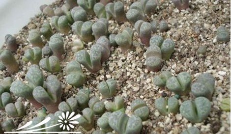 生石花的蜕皮过程与如何断水