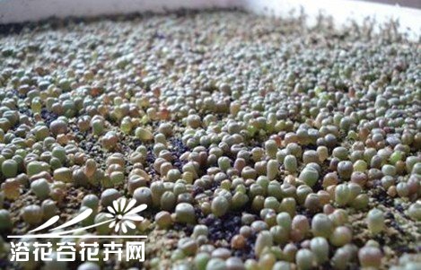 生石花的蜕皮过程与如何断水