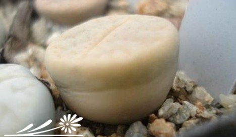 生石花的蜕皮过程与如何断水