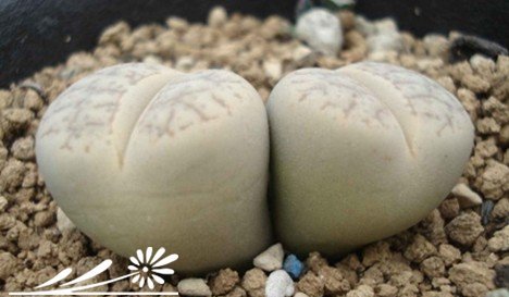 生石花的蜕皮过程与如何断水