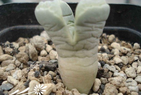 生石花的蜕皮过程与如何断水